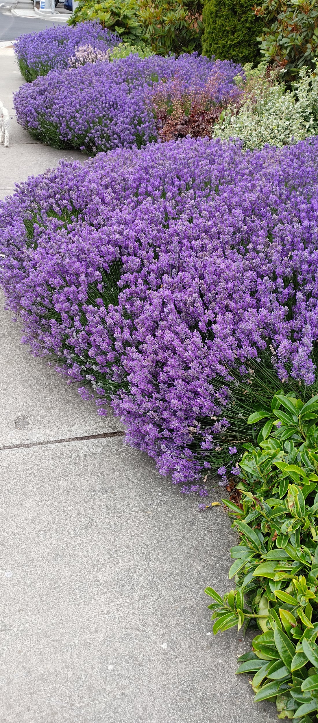 Lavender Live Plant Munstead