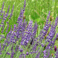 Live Maillette English lavender plant with deep violet-blue blooms in 2.5QT nursery pot