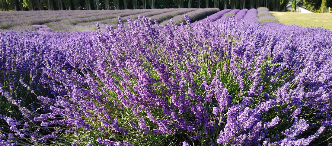Blue Cushion Lavender Deep Blue Flower Spikes Close Up