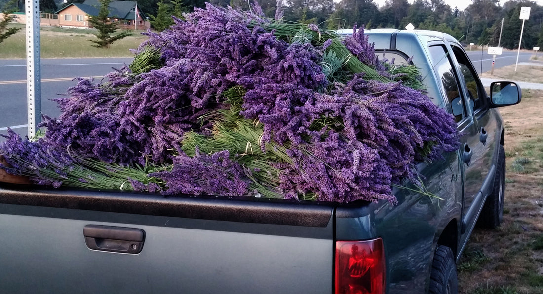 Culinary Lavender Bundles - 14" - 18" Long