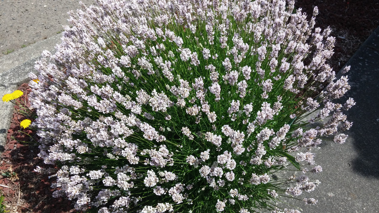 Lavender Melissa 4" Size Pots