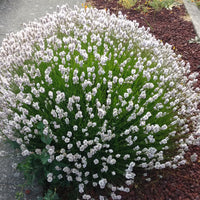 Lavender Live Plant 'Arctic Snow' 2.5QT Size Pot
