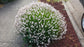 Lavender Melissa 4" Size Pots