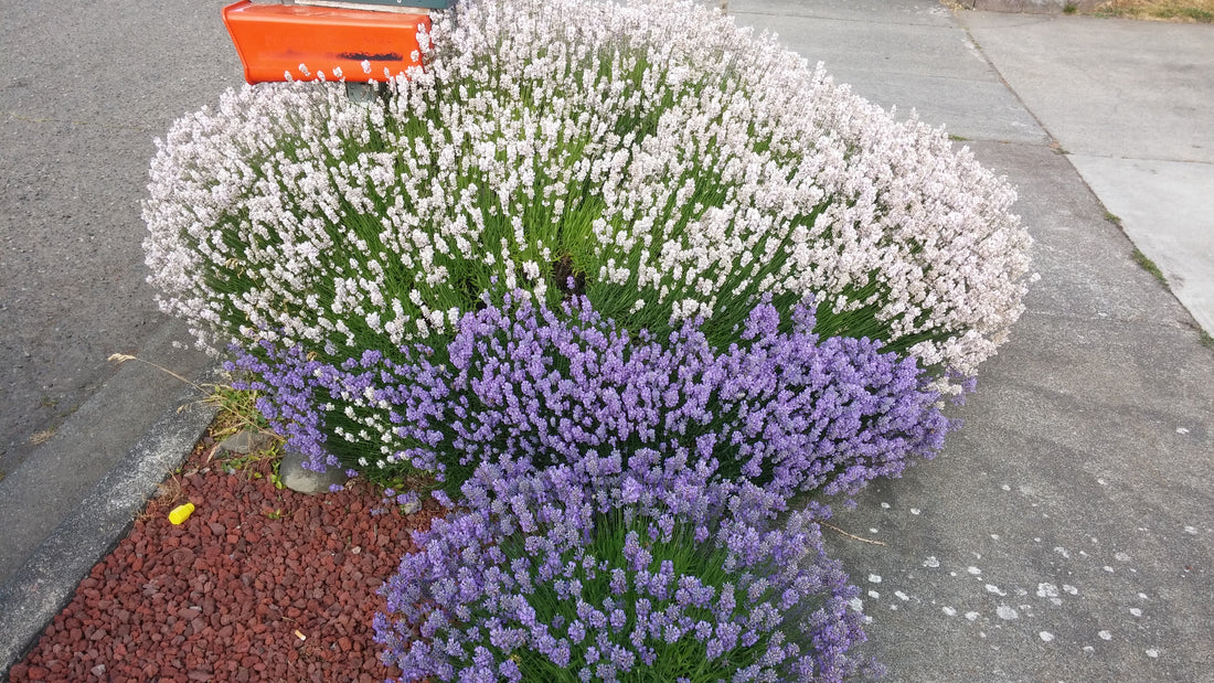 Lavender Live Plant &