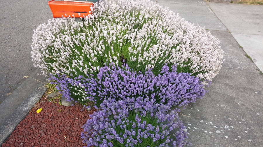 Lavender Live Plant 'Arctic Snow' 2.5QT Size Pot