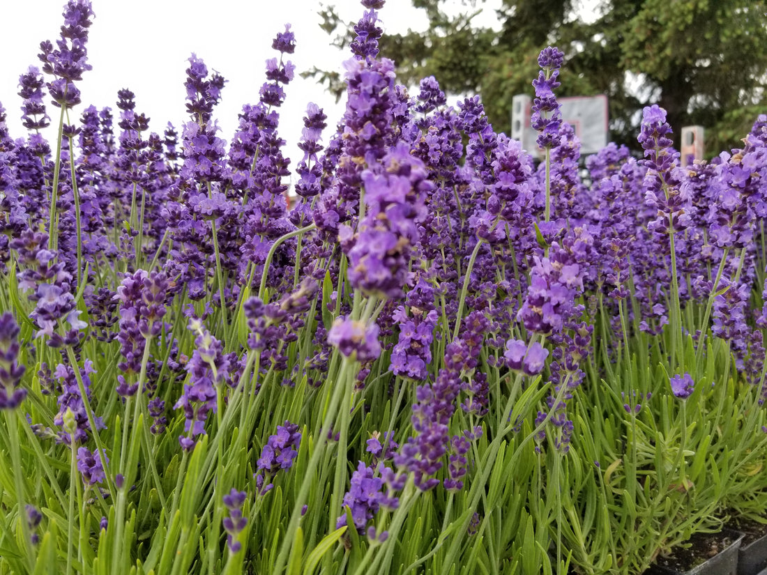 Lavender Live Plant "Hidcote" Lavender