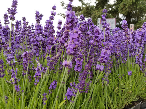 Lavandula Angustifolia "Hidcote" Lavender- 4" Size Plant