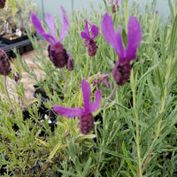 Lavender Live Plant Anouk - 2.5QT Size Pot
