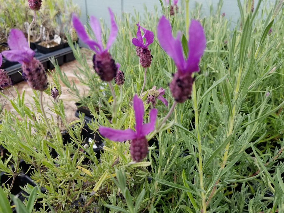 Lavender Stoechas Anouk - 2.5QT Size Pot