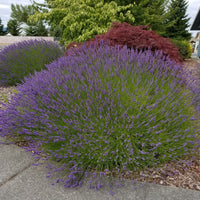 Lavender Live Plant Grosso