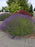 Lavender Grosso 4" Size Pots