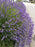 Lavender Grosso 4" Size Pots