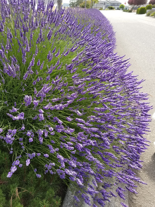 Lavender Grosso 4" Size Pots