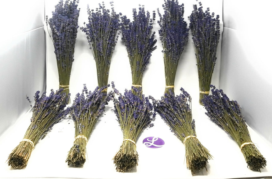 Lavender Royal Velvet Bundles (Culinary) - 10 Bundle Pack