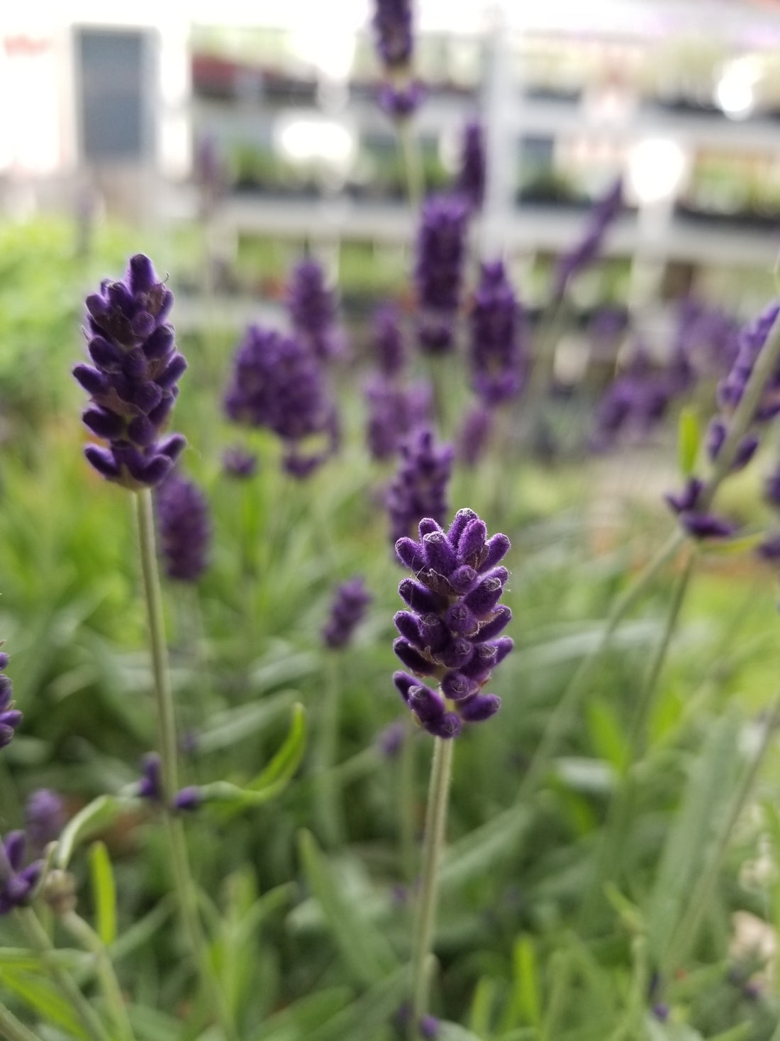 hardiest lavender plant Buy Live Hidcote Lavender Plant