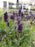 Lavandula Angustifolia "Hidcote" Lavender- 4" Size Plant