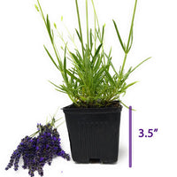 Lavender French Provence - 3.5" Size Pot - Findlavender
