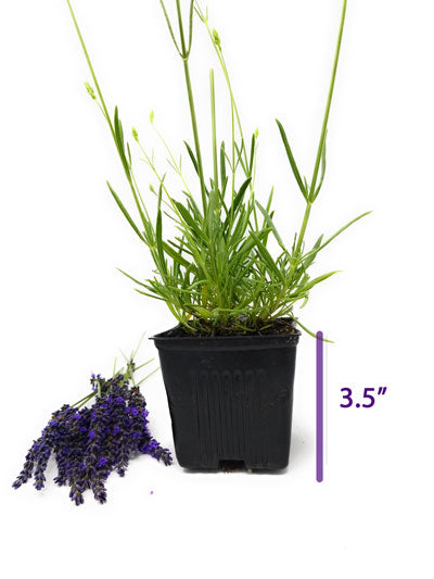 Lavender French Provence - 3.5" Size Pot - Findlavender