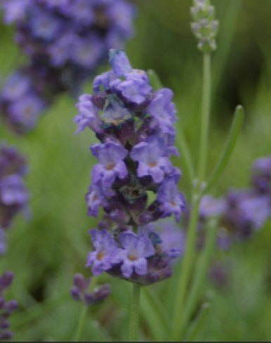 Lavender Plants - Many Color - Many Sizes - Findlavender