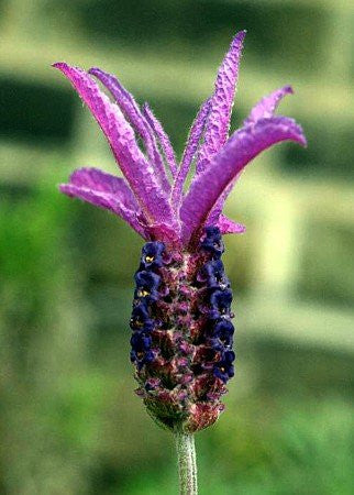 Purple Ribbon Spanish Lavender - 3.5" Size Pot - Findlavender