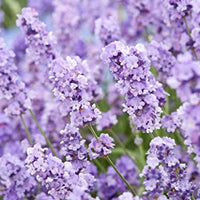 Findlavender - Lavender Plants - Findlavender