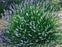 Lavender French Provence - 3.5" Size Pot - Findlavender