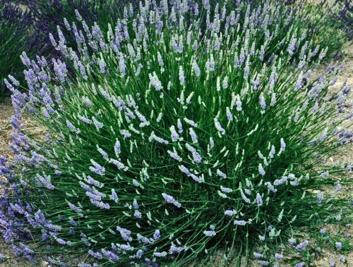 french lavender plant buy Buy Premium French Provence Lavender Plant Fresh