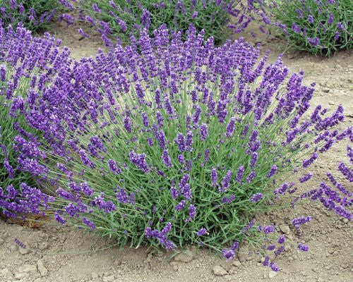 Lavender Royal Velvet Herb 3.5" Size Pot - Findlavender