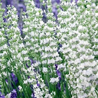 Findlavender - LavenderLavender Edelweiss (White Color) - 4" Size Pots - Findlavender