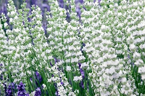 Findlavender - LavenderLavender Edelweiss (White Color) - 4" Size Pots - Findlavender