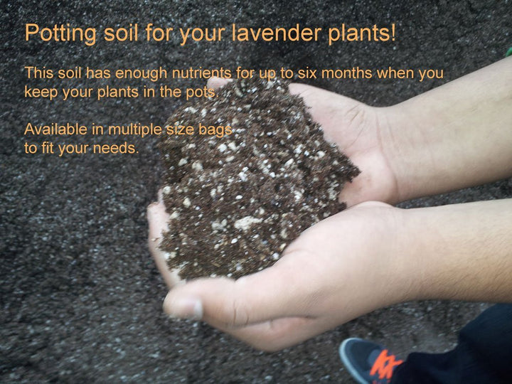 Potting soil for your lavender plants - Findlavender