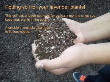 Potting soil for your lavender plants - Findlavender