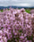 Findlavender - Lavender Plants - Findlavender