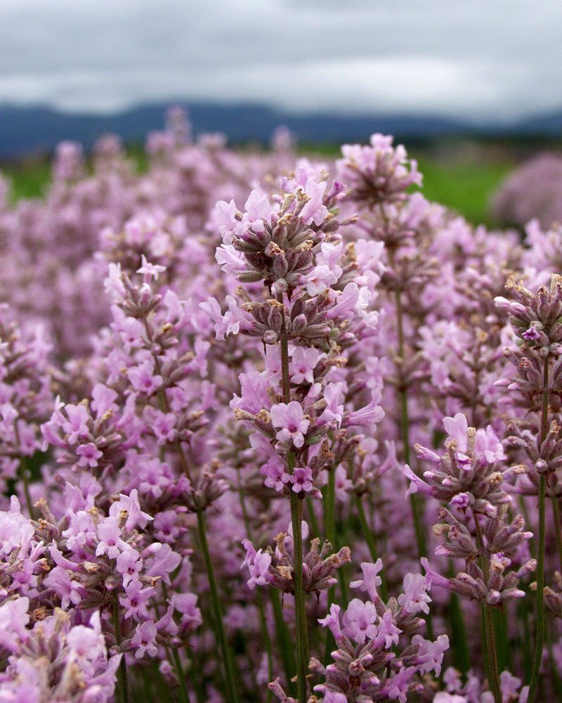 Lavender Plants - Many Color - Many Sizes - Findlavender