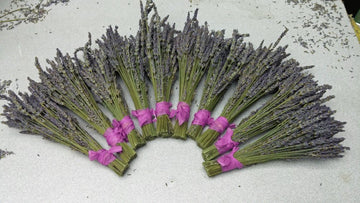 Lavender Small Dried Bundles 8" to 10" - Pack of 10 - Findlavender
