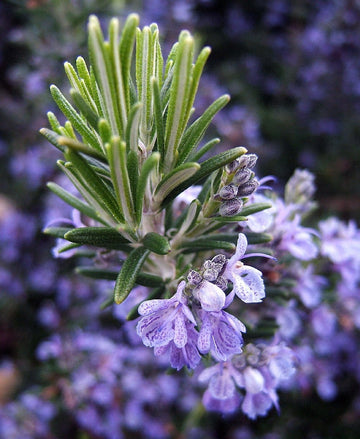 Rosemary Gorizia 3.5" Size Pot - Findlavender