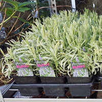 Findlavender - Lavender Plants - Findlavender