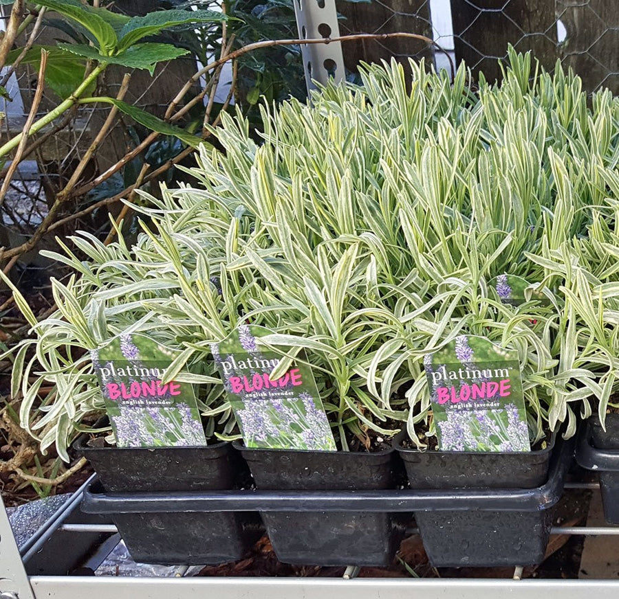 Lavender Plants - Many Color - Many Sizes - Findlavender