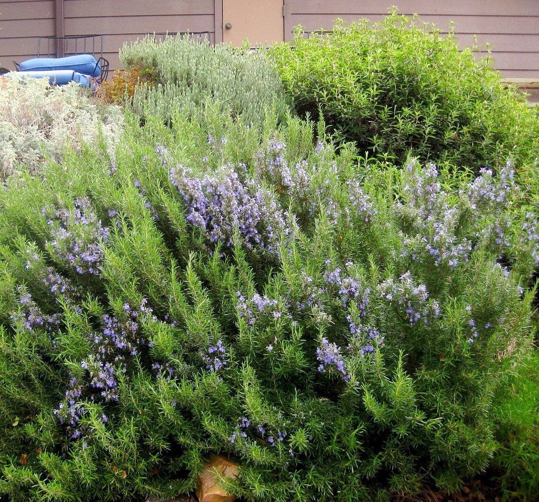 buy lavender and rosemary plants Arp Rosemary Live Herb Plant