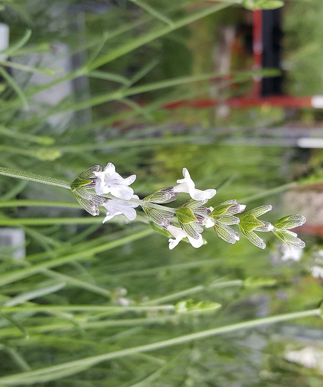 white lavender plants near me Buy White Alba Lavender Plant