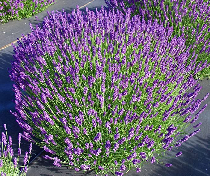 Lavender Live Plant "Hidcote" Lavender