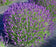 Lavender Angustifolia Munstead - 2.5QT Size Pot
