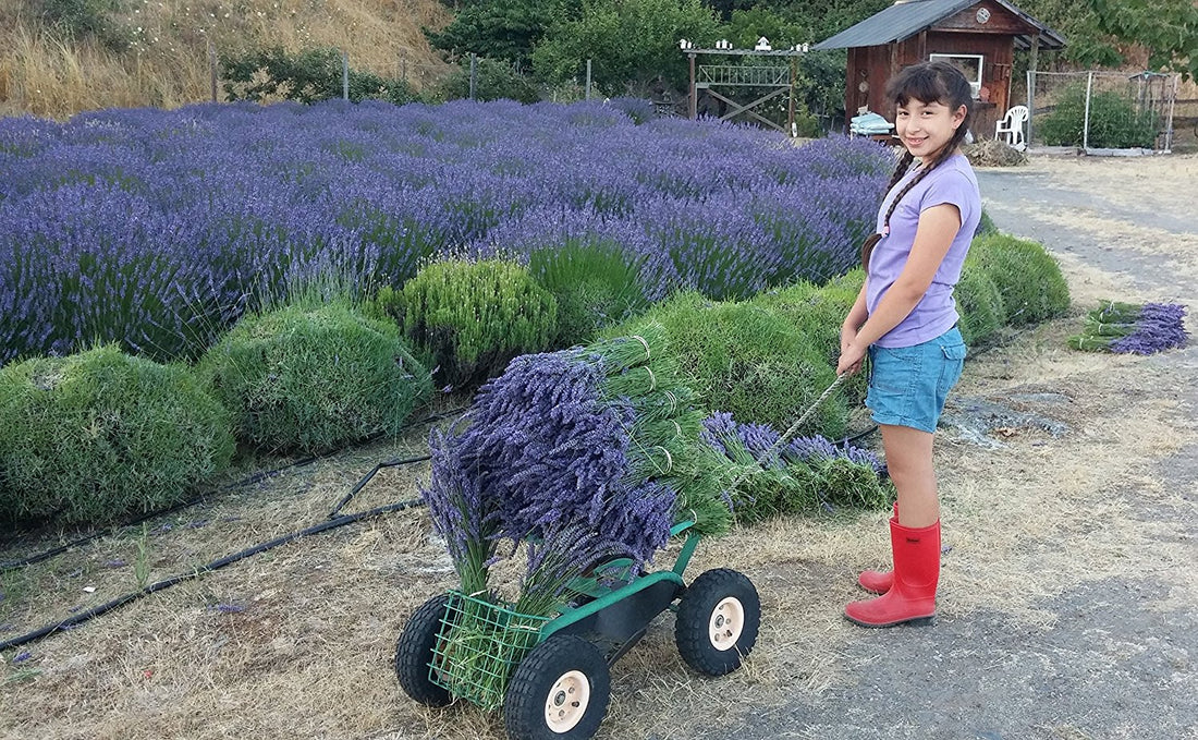 Lavender Dried Bundles (Lavender Grosso) - 18" to 22" L - Findlavender