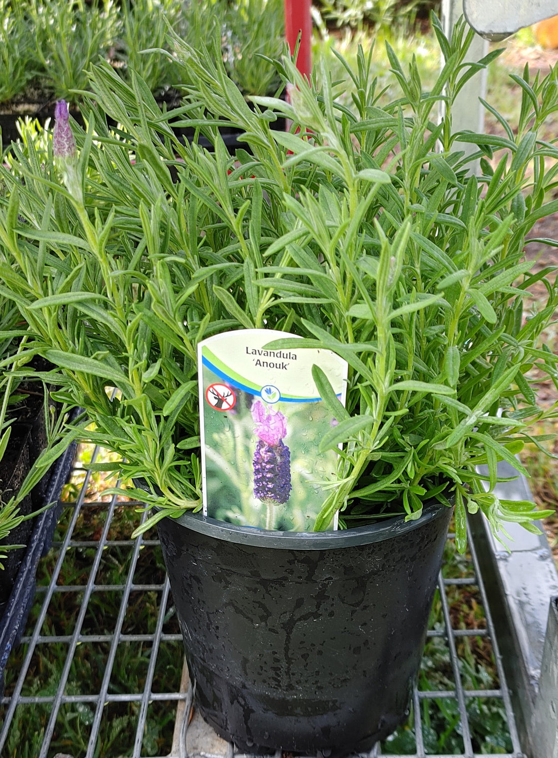 Lavender Live Plant Anouk - 2.5QT Size Pot