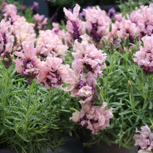Lavandula Stoechas 'Madrid Pink'  2.5QT