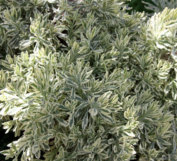 Lavandula Allardii 'Meerlo' - 2.5QT Size Pot