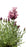 Lavandula Stoechas 'Madrid Pink'  2.5QT