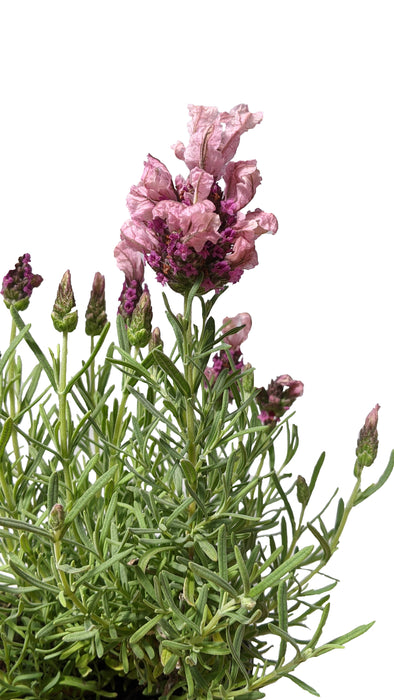 Lavandula Stoechas 'Madrid Pink'  2.5QT
