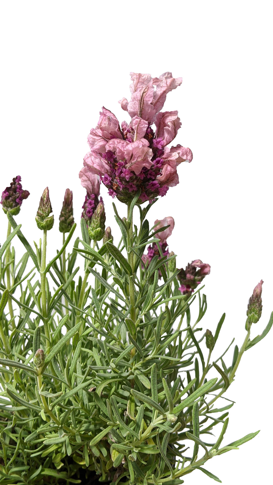 Lavender Live Plant Stoechas 'Madrid Pink'  2.5QT