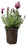 Lavandula Stoechas 'Madrid Pink'  2.5QT
